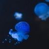 atomicblob